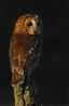 Tawny Owl - Ollie