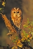 Tawny Owl - Hollow