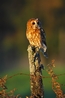 Tawny Owl - Hollow