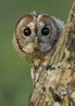 Tawny Owl - Hollow