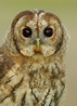 Tawny Owl - Hollow