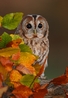 Tawny Owl - Ollie