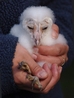 Barn Owl