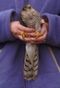 Sparrowhawk