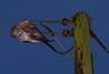 Buzzard