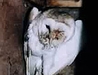 Barn Owl