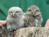 Little Owls