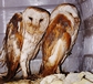 Barn Owls