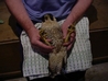 Peregrine