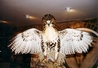 Red Tail Hawk