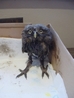Little Owl