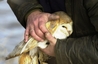 Barn Owl
