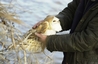 Barn Owl