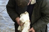 Barn Owl