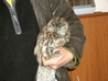 Tawny Owl