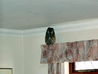 Tawny Owl