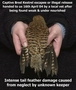 Kestrel