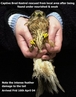 Kestrel