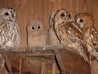 Tawny Owls