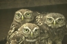 Little Owls