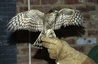 Sparrowhawk