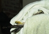 Kestrel