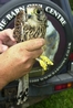 Kestrel