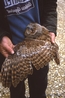 Tawny Owl