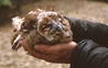 Tawny Owl