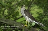 Sparrowhawk