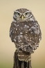 Little Owl - Bobby