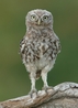 Young Little Owl