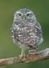 Young Little Owl