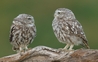 Young Little Owls