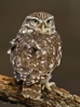 Little Owl - Bobby