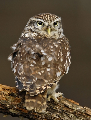 Little Owl - Bobby