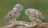Young Little Owls