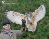 Image taken during an Hawk & Owl Experience