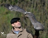Image taken during an Hawk & Owl Experience