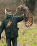Image MG 9584 - Taken during one of our Hawk Owl Experiences dated Sunday 7th Feb 2010