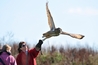Sept 25th 2010 - Image DSC7193 - Taken during a Hawk & Owl Experience with Turner the Eagle Owl