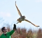 Sept 25th 2010 - Image DSC7198 - Taken during a Hawk & Owl Experience with Turner the Eagle Owl