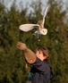 17th Oct 2010 - Image DSC7542 - Taken during an Owl Flying Experience with Luna the Barn Owl