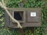 Barn Owl Roosting in Owl Box