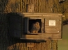 Female Kestrel waiting for food