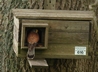 Male Kestrel entering Nest Box