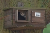 Barn Owl at Roost
