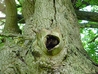 Natural Tree Hollow