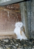 Young Barn Owl in nest box