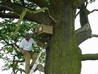 New home for a Barn Owl